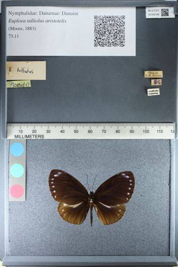 Media type: image;   Entomology 160166